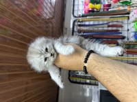 A kalite sağlıklı WC eğitimli scottish fold