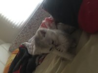 Hemen Teslim British Shorthair Yavrularımız