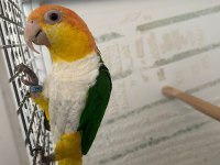 Portakal Kafa Takım DNA Caique