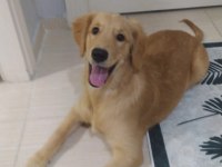 Sahiplendirilecek golden retriever