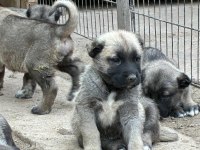 ÇİFTLİKTEN SAFKAN KANGAL