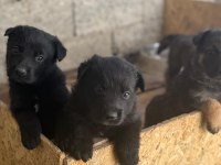 A Kalite Sable ve Solid black Alman Çoban Köpeği Yavrular