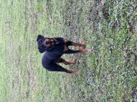 Rottweiler Ücretsiz sahiplendirmek istiyorum