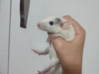 Rat satsuma tüylü arkadaş isteyen yazsın