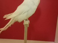 Show jumbo dişi muhabbet kuşu