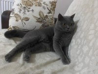 Çok sevecen british shorthair uysal ev kedisi