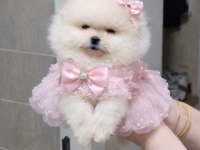 Mini Boy Küçük Prenses Pomeranian Boo