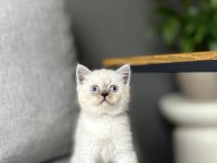 Brıtısh Shorthair Blue Point Yavrularım 