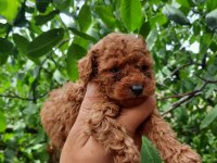 Tatlı Irk Garantili Korekan Poodle Yavrularımız