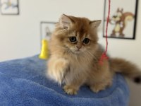 Show kalite golden longhair british yavrumuz