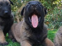 Safkan Malinois Yavrular
