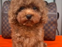 6 Aylık Minnak Poodle