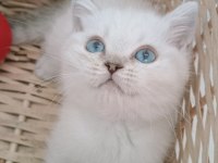 Mavi gözlü safkan british shorthair yavrular