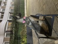 Acil uyguna tüm eşyalarıyla verilecek malinois