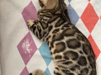 ÜST KALİTE BENGAL KEDİLER