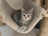 Silver tabby british shorthair