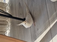 Albino kırmızı göz erkek ele alışık konuşan