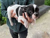 3 aylık french bulldog dişi ve erkek