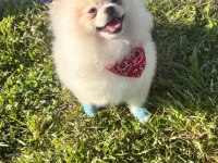 Erkek Pomeranian Boo