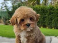 Mükemmel Kalitede Maltipoo Bebeklerimiz
