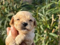 Maltipoo bebek safkan