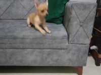Şivava 1.5 aylık chihuahua