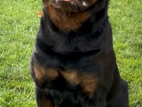%100 safkan rottweiler yavrular