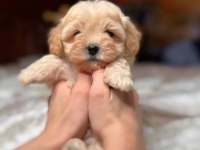 Maltipoo kore bebek
