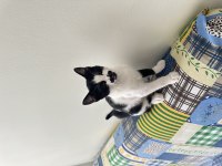 SAĞLIKLI MİNİK KEDİYE Kalıcı Yuva !!
