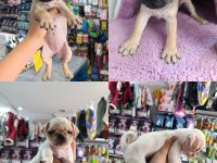 Teslime hazır 50 günlük 8 tane pug yavrular