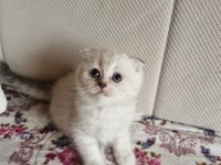 British longhair scottish straight