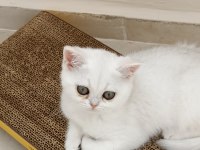 British Shorthair Beyaz