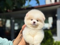 Yavru Pomeranian Boo Yavrularımız