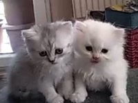 Yavru british longhair