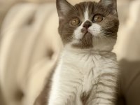 Cinnamon bicolor dişi british shorthair