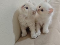 British longhair silver pointler