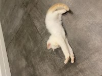 2 aylık yavru british shorthair