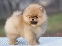 Secereli Irk Garantili Pomeranian Boo Teddy Bear