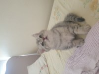 British shorthair