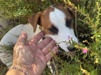 Safkan Tr de nadir Jack Russell 120 günlük ERKEK