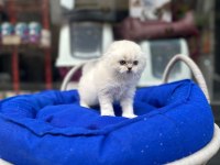 Scottish Fold Bebeğimiz