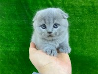 Irk Garantili Scottish Fold Yavrular