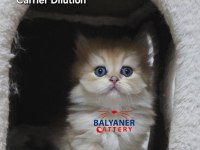 Ust kalite Erkek British Longhair yavru