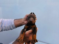 ORJİNAL DOBERMAN YAVRULAR