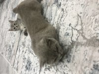 Oldukça uysal scottish fold kızandadır