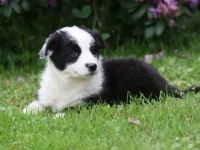 Border collie ırkının en güzelleri