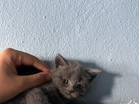 British shorthair yavru