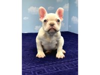 French bulldog platinyum yeşil gözlü karma ve ic diş parazit