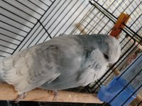 Show Jumbo Muhabbet Kuşu Takım