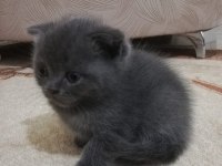 2.5 dişi scottish fold